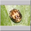 Adalia decempunctata - Zehnpunkt 08b Puppe.jpg